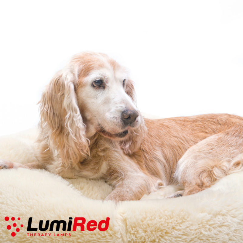 Red Light Therapy for Horses, Dogs and Pets